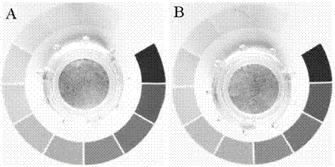 Construction method for in vitro skin test model containing melanocytes