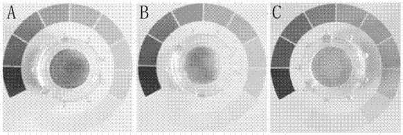 Construction method for in vitro skin test model containing melanocytes