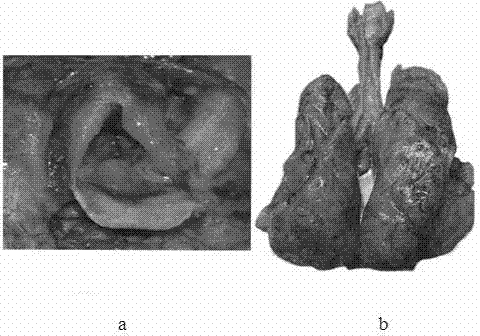 Immunohistochemical SIMPLE same part marker diagnosis method and kit for pathologic autopsy anaphylactic shock