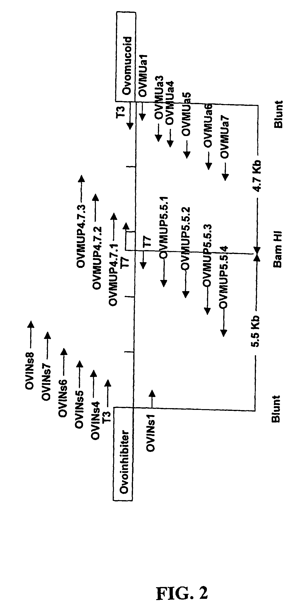 Transgenic avians with an ovomucoid gene expression control region linked to a nucleotide sequence encoding a heterologous polypeptide