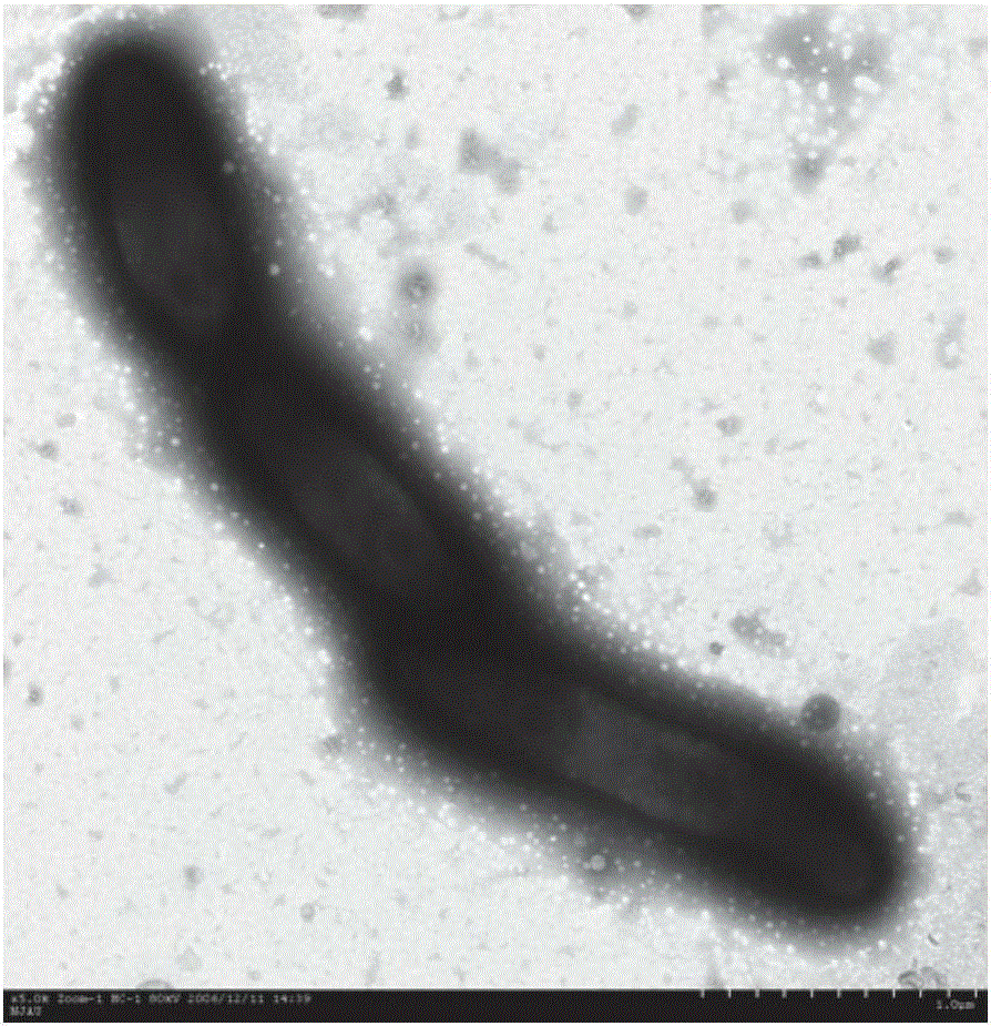 Lysobacter capable of efficiently degrading aflatoxin B1 and ochratoxin A and application of Lysobacter