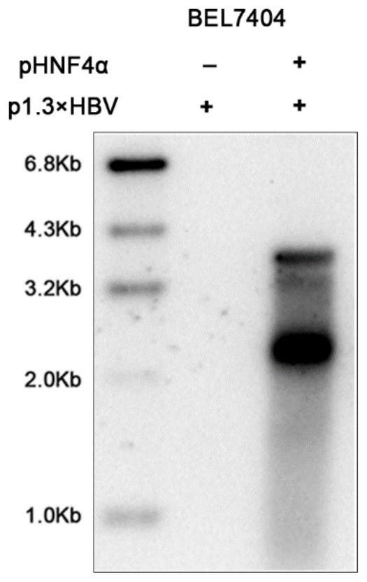 Cell model capable of supporting hepatitis B virus replication and infection and establishment method