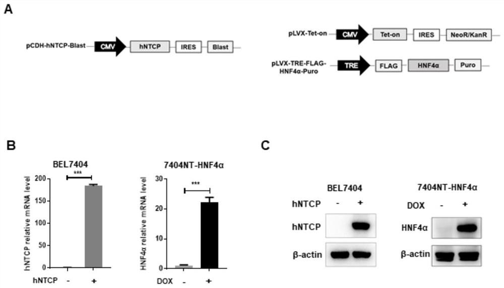 Cell model capable of supporting hepatitis B virus replication and infection and establishment method