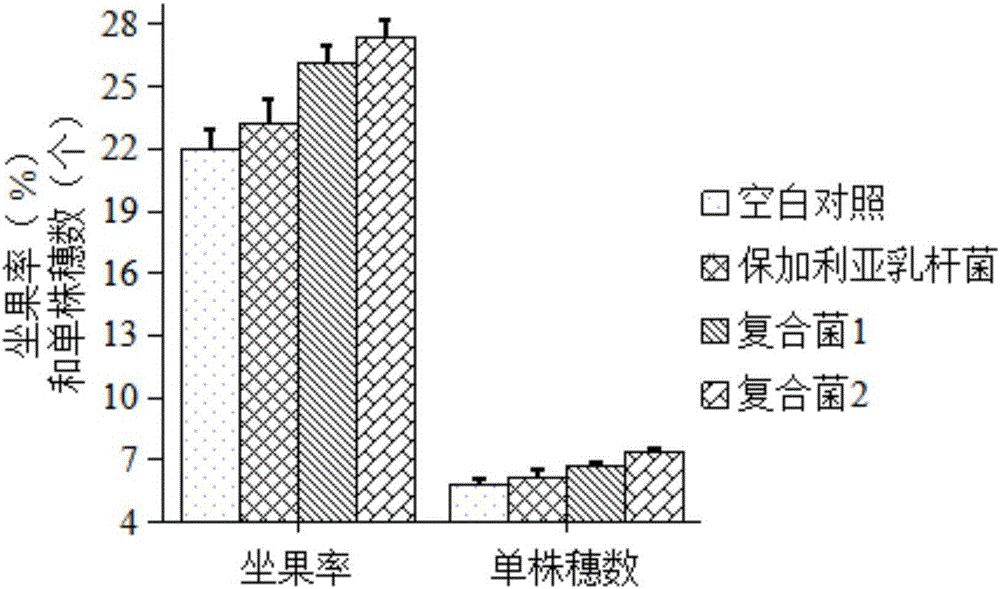 Composite lactobacillus agent for improving grape quality and preparation method of composite lactobacillus agent