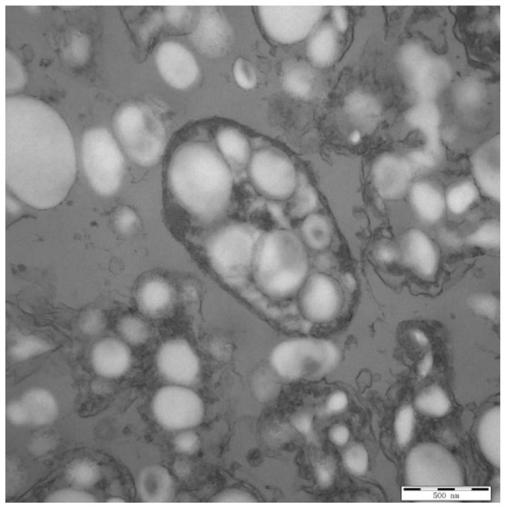 Application of marinobacterium in preparation of polyhydroxyalkanoate