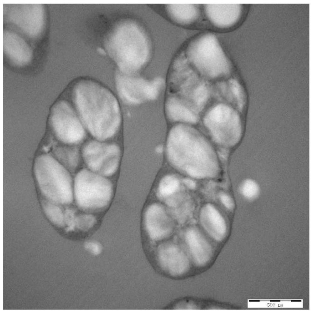 Application of marinobacterium in preparation of polyhydroxyalkanoate