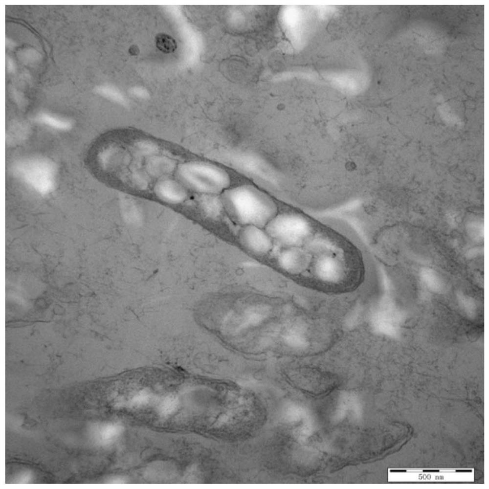 Application of marinobacterium in preparation of polyhydroxyalkanoate