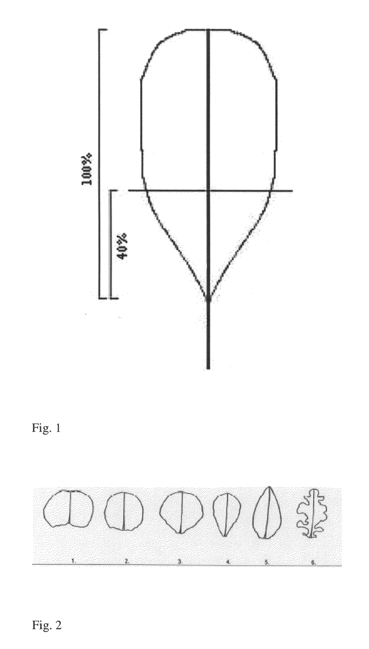 Lettuce variety 41-53 RZ