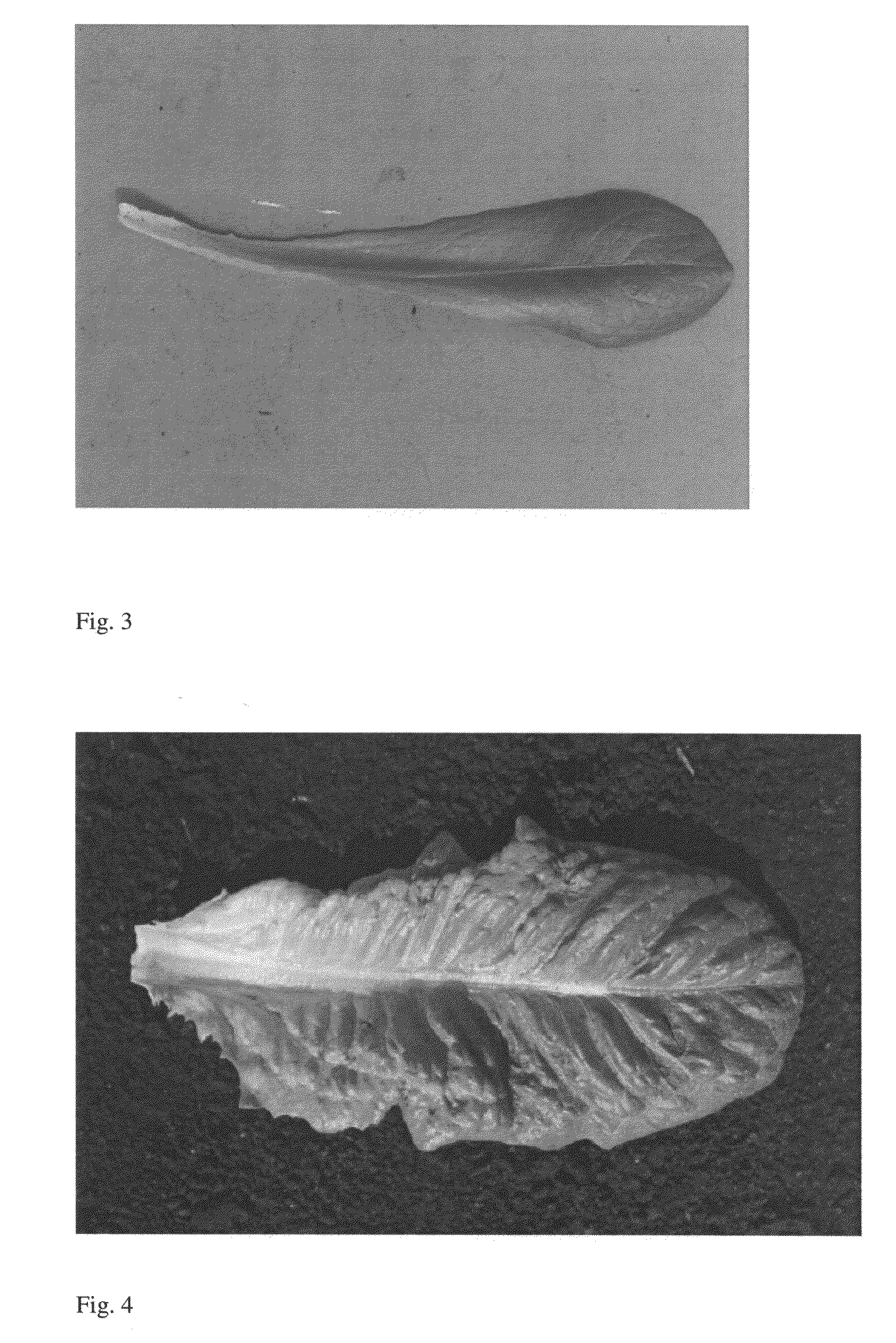 Lettuce variety 41-53 RZ