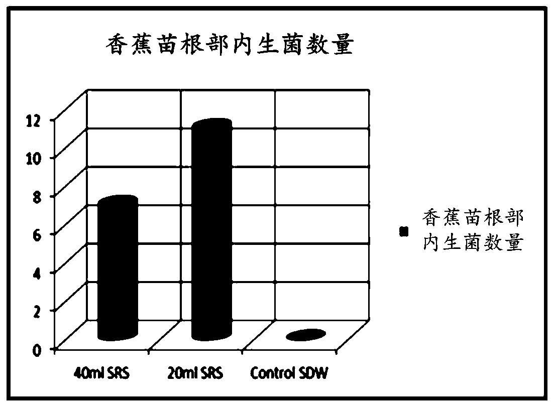 Banana wilt prevention and control method based on simulated rhizosphere soil (SRS)embedding of beneficial microorganisms