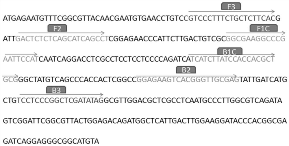 LAMP primer group for rapidly detecting peach branch blight bacteria, and rapid detection method and kit thereof