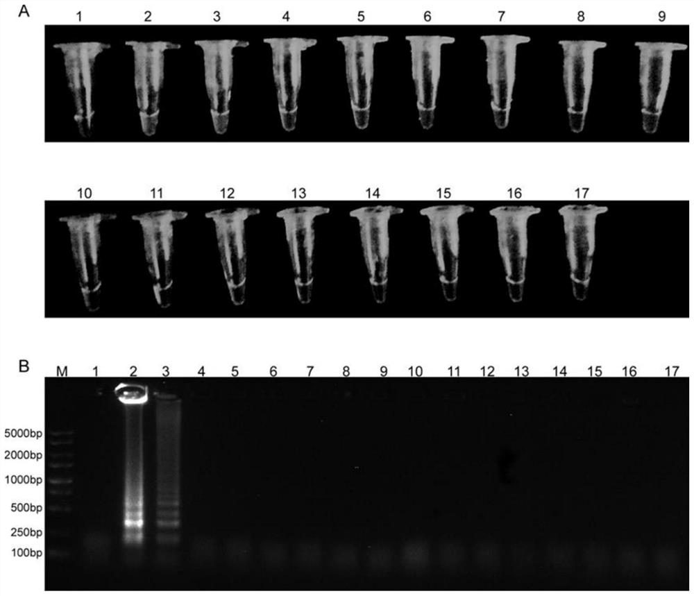 LAMP primer group for rapidly detecting peach branch blight bacteria, and rapid detection method and kit thereof