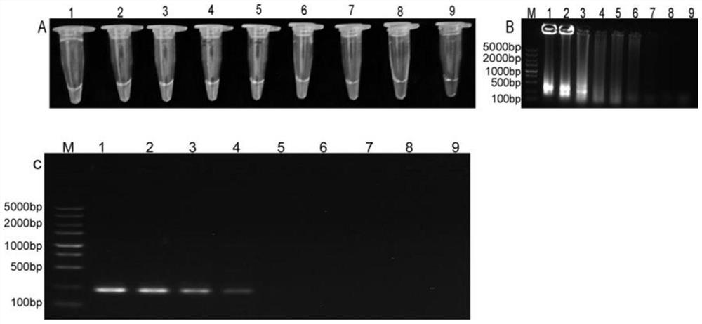 LAMP primer group for rapidly detecting peach branch blight bacteria, and rapid detection method and kit thereof