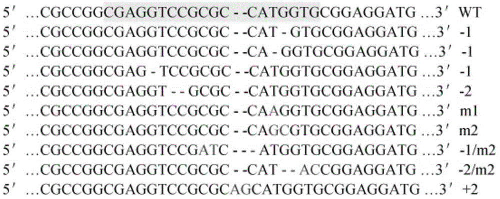 Backbone plasmid carrier for genetic engineering and application thereof