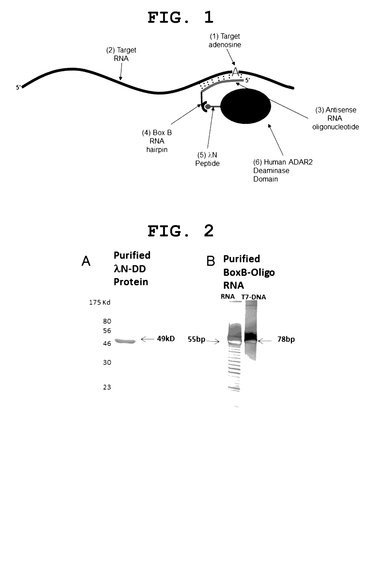 Site-directed RNA editing