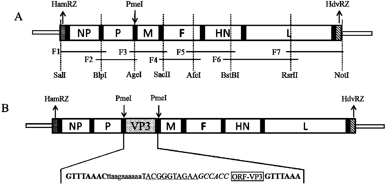 Recombinant Newcastle disease virus for expressing goose parvovirus VP3 genes and construction method thereof