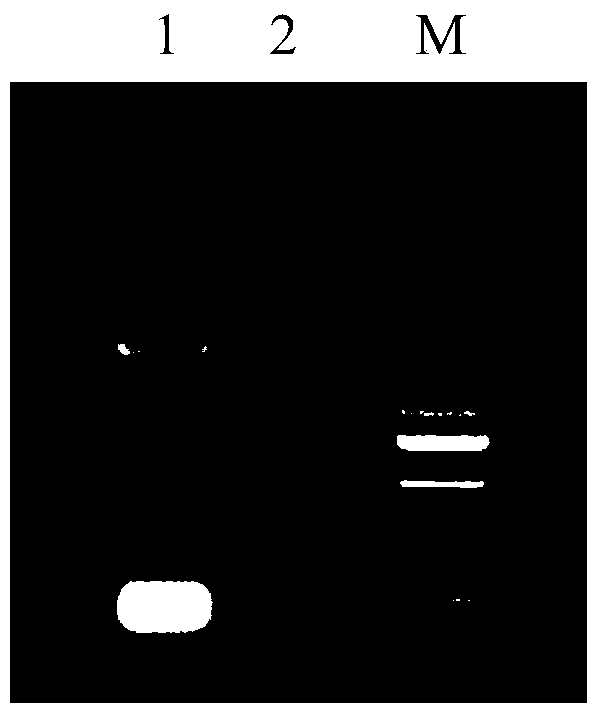 Recombinant Newcastle disease virus for expressing goose parvovirus VP3 genes and construction method thereof