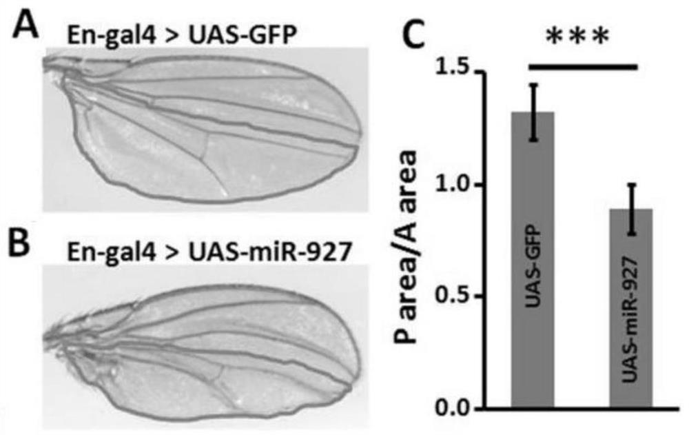 A mir-927 that regulates insect wing development and its application in pest control