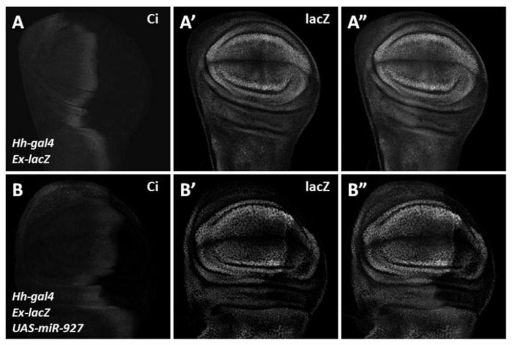 A mir-927 that regulates insect wing development and its application in pest control