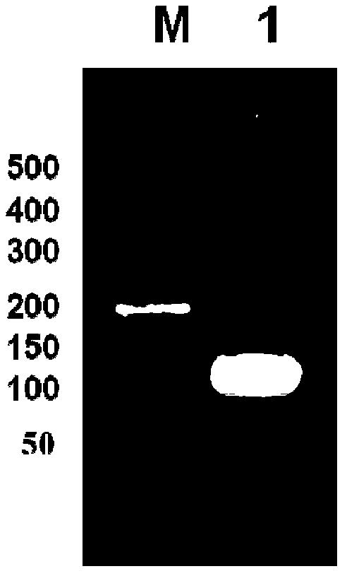 Method for preparing active small peptide by establishing oligopeptide concatemer yeast expression plasmid