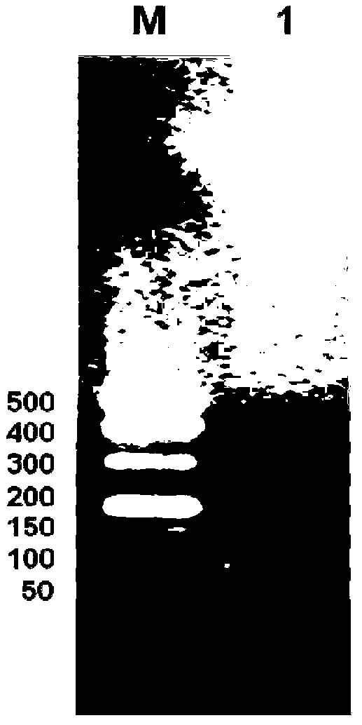 Method for preparing active small peptide by establishing oligopeptide concatemer yeast expression plasmid