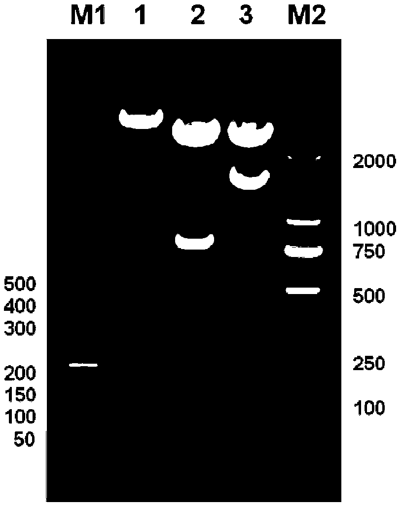 Method for preparing active small peptide by establishing oligopeptide concatemer yeast expression plasmid