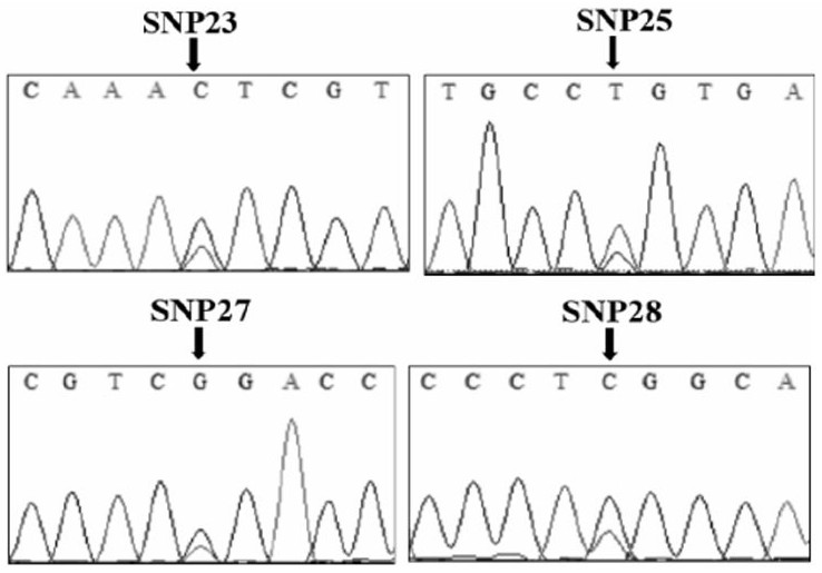 Molecular marker influencing cashmere fiber diameter character of southern Xinjiang cashmere goat as well as specific primer pair and application of molecular marker