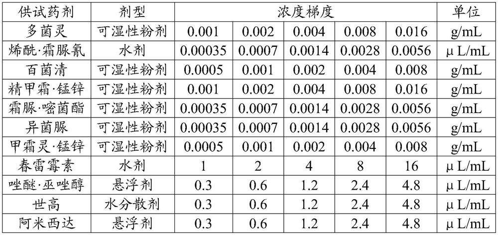 Bacterial strain of pathogen of Amomum villosum seedling blight and application thereof