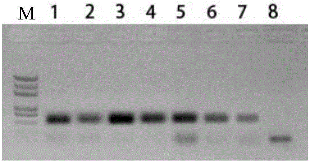 Application of uch677 protein and its coding gene in regulating plant growth and development