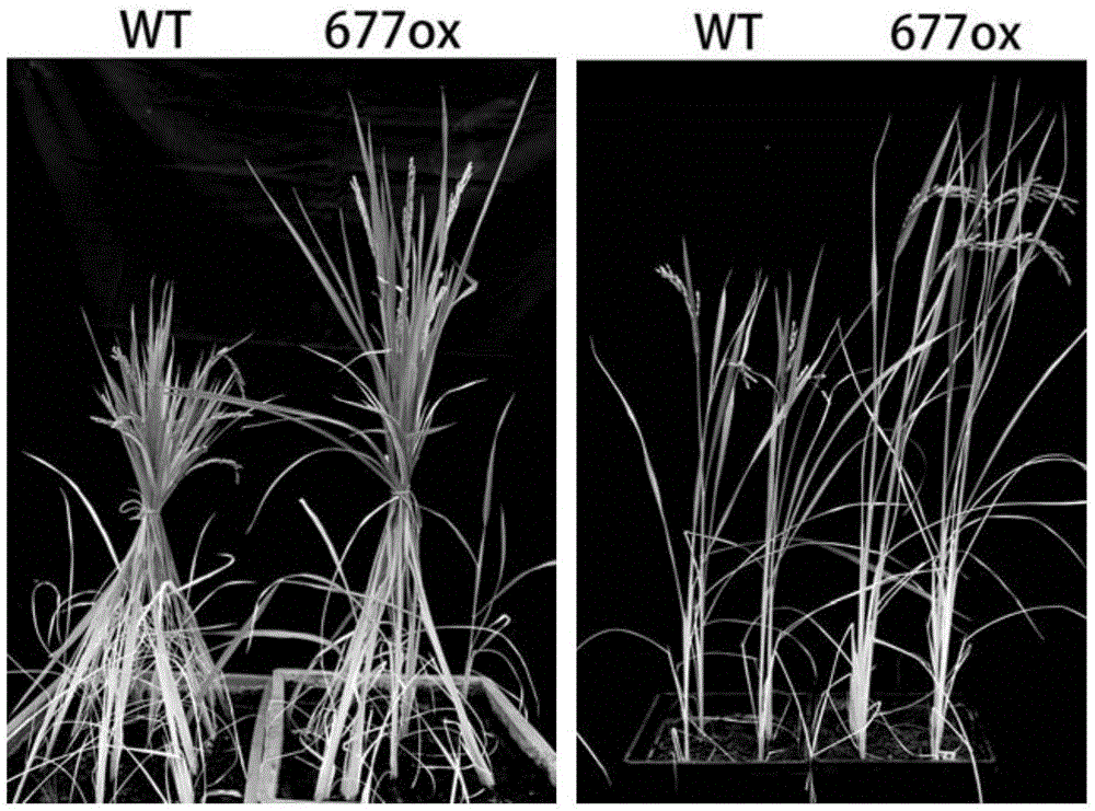 Application of uch677 protein and its coding gene in regulating plant growth and development