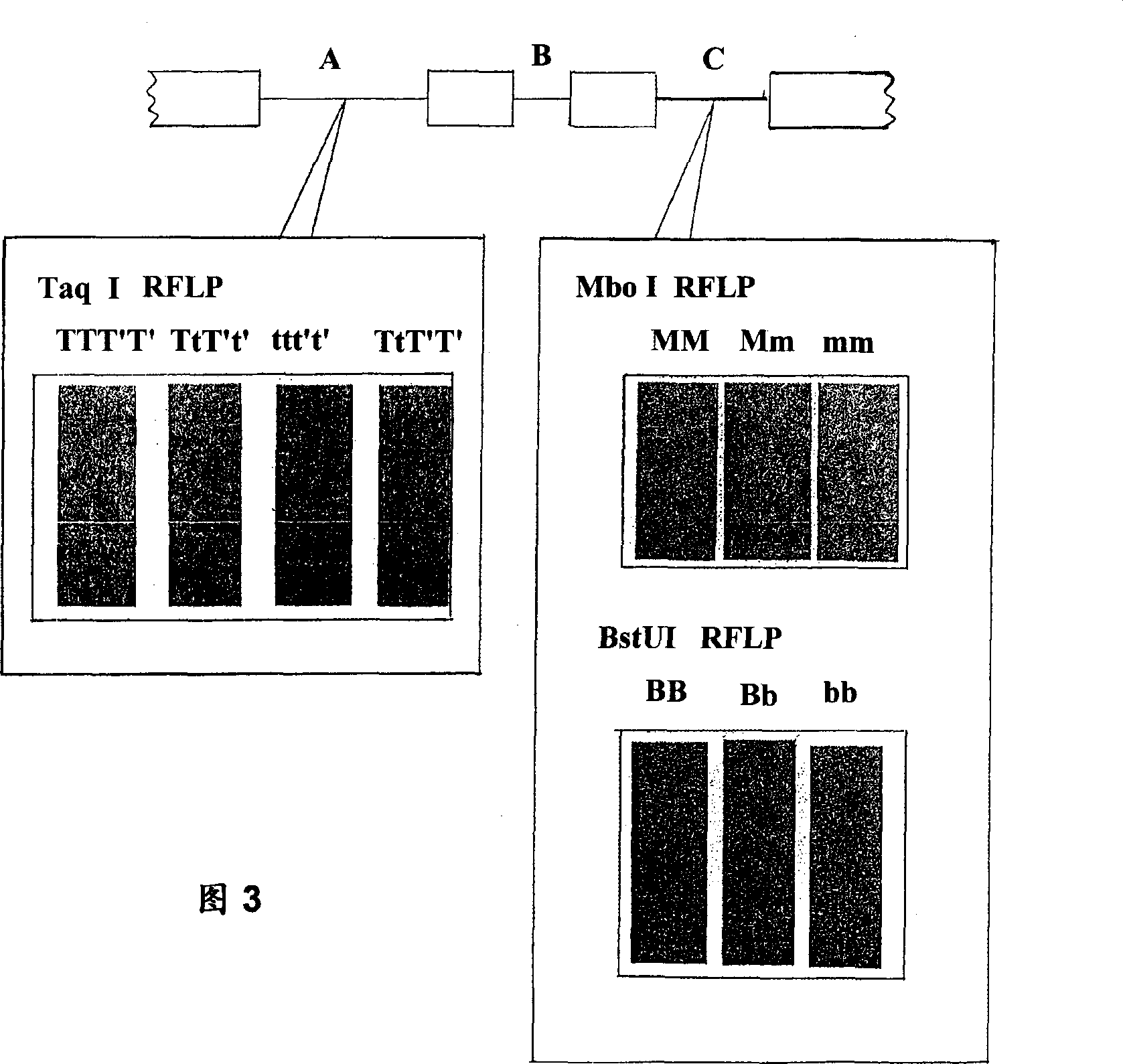 Analysis of predisposition based on buman airway tripsin protease gene polymorphism