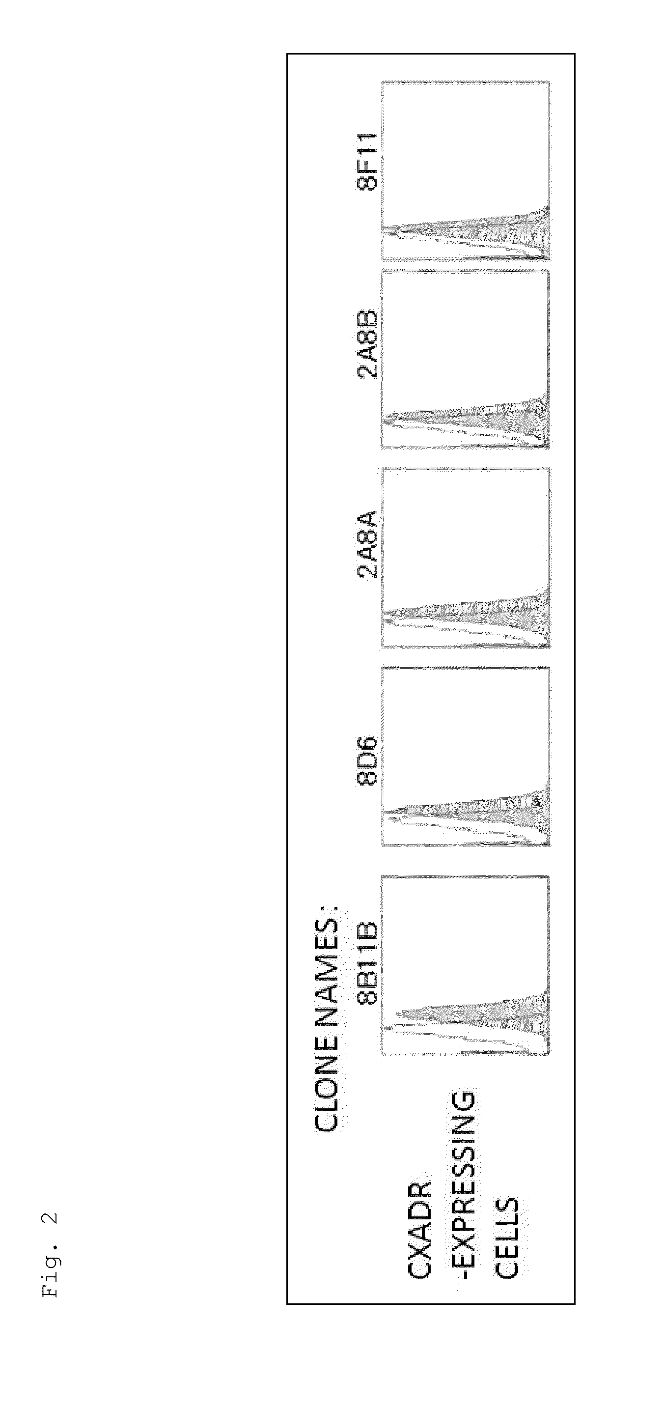 Anti-cxadr antibody