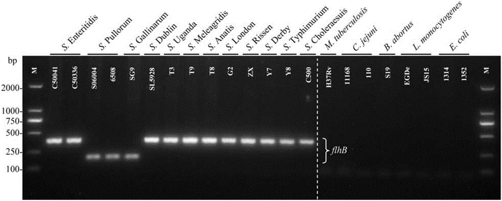 PCR detecting kit for fast identifying pullorum disease and chicken salmonella typhosa