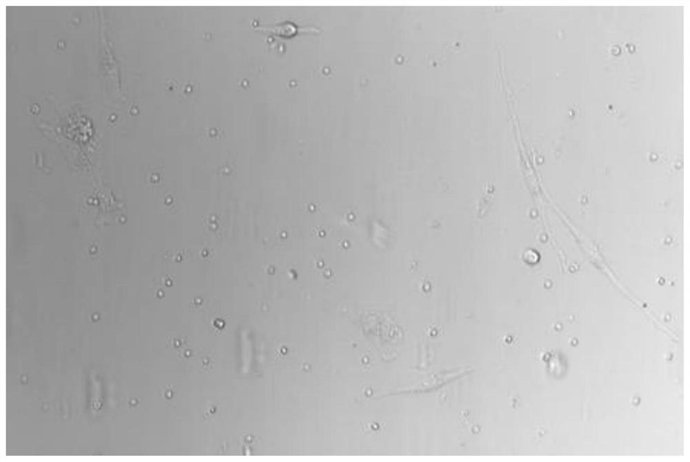 Method for efficiently separating and purifying porcine skeletal muscle satellite cells