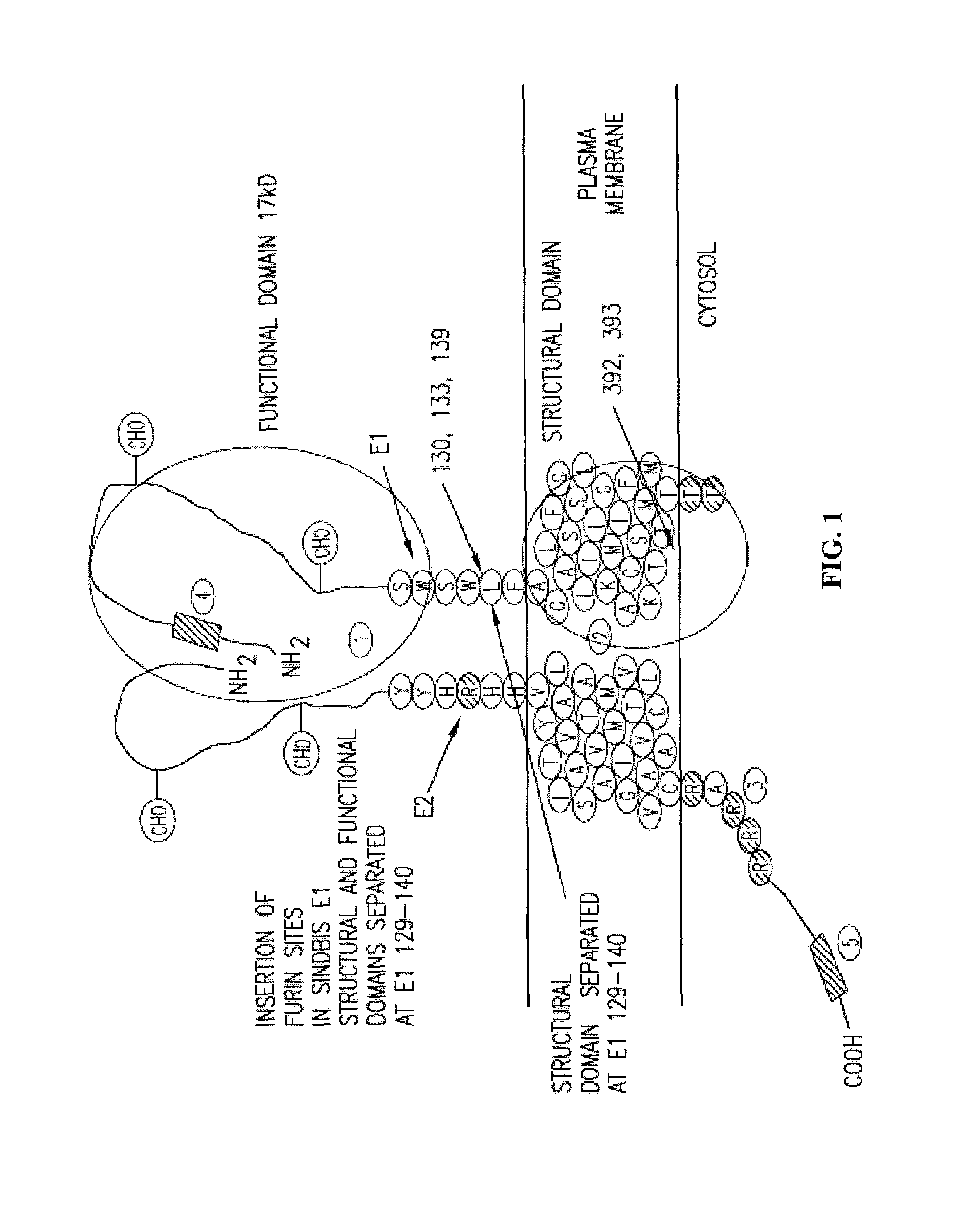 Insertion of furin protease cleavage sites in membrane proteins and uses thereof