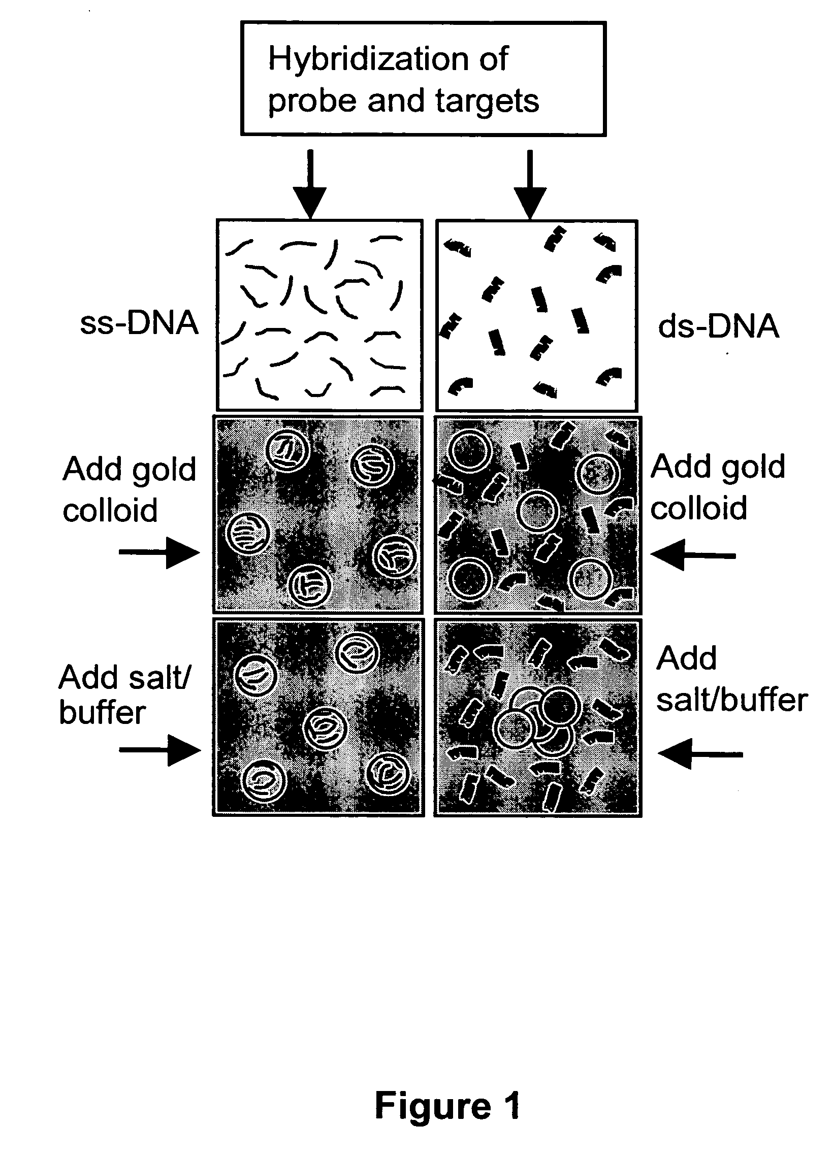 Methods for separating short single-stranded nucleic acid from long single-and double-stranded nucleic acid, and associated biomolecular assays