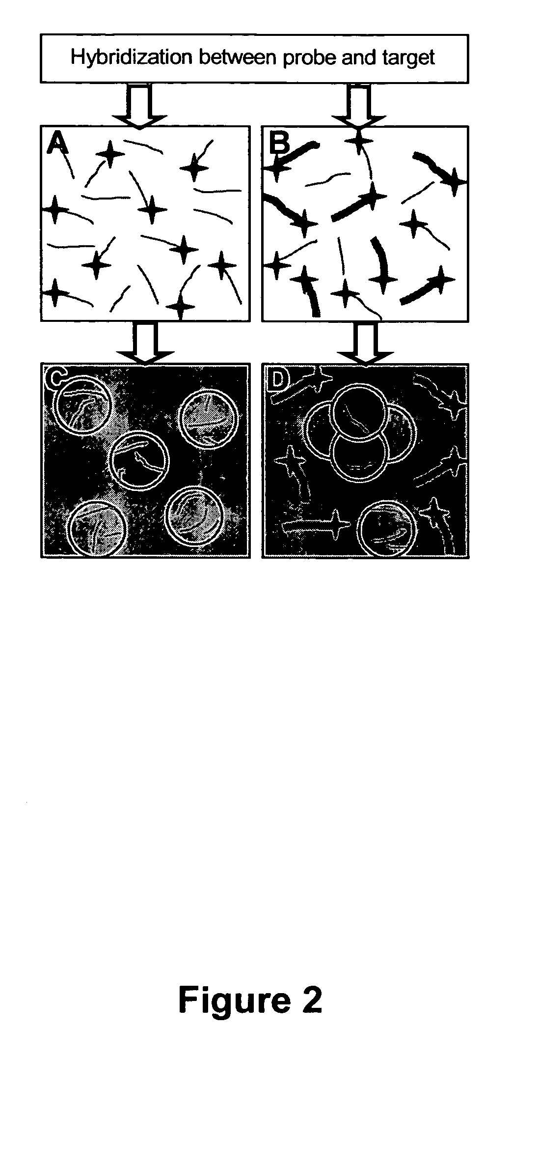 Methods for separating short single-stranded nucleic acid from long single-and double-stranded nucleic acid, and associated biomolecular assays