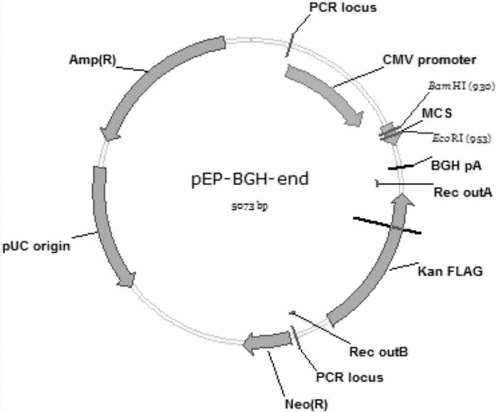 Recombinant pseudorabies virus for expressing S1 proteins of porcine epidemic diarrhea viruses, construction method and application thereof