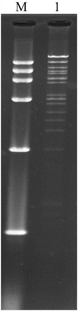 Recombinant pseudorabies virus for expressing S1 proteins of porcine epidemic diarrhea viruses, construction method and application thereof