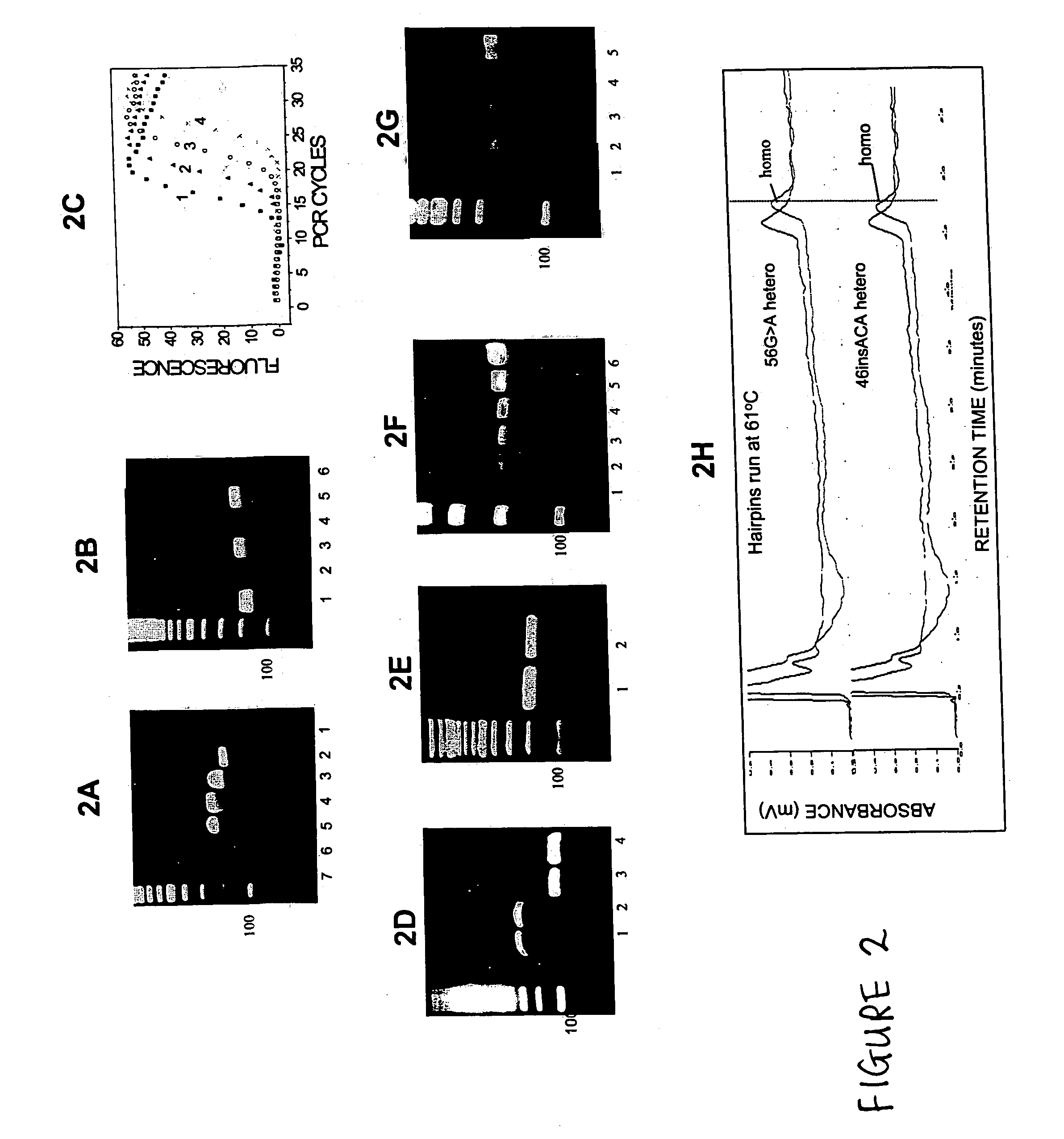 Amplification of DNA in a hairpin structure, and applications