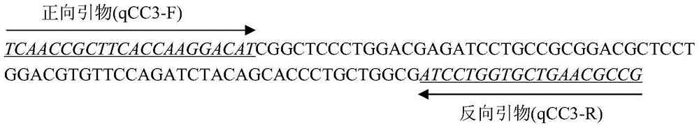 Detection method and kit for the resistance of diamondback moth to bt insecticidal protein cry1ac based on abcc3 gene