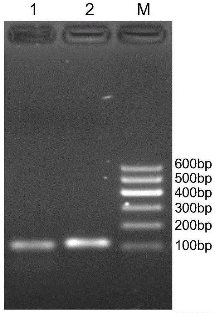 Detection method and kit for the resistance of diamondback moth to bt insecticidal protein cry1ac based on abcc3 gene