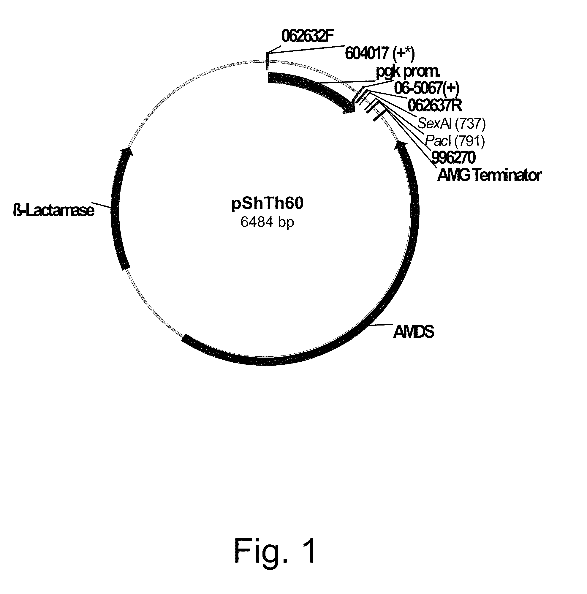 Recombinant microorganisms for production C4-dicarboxylic acids