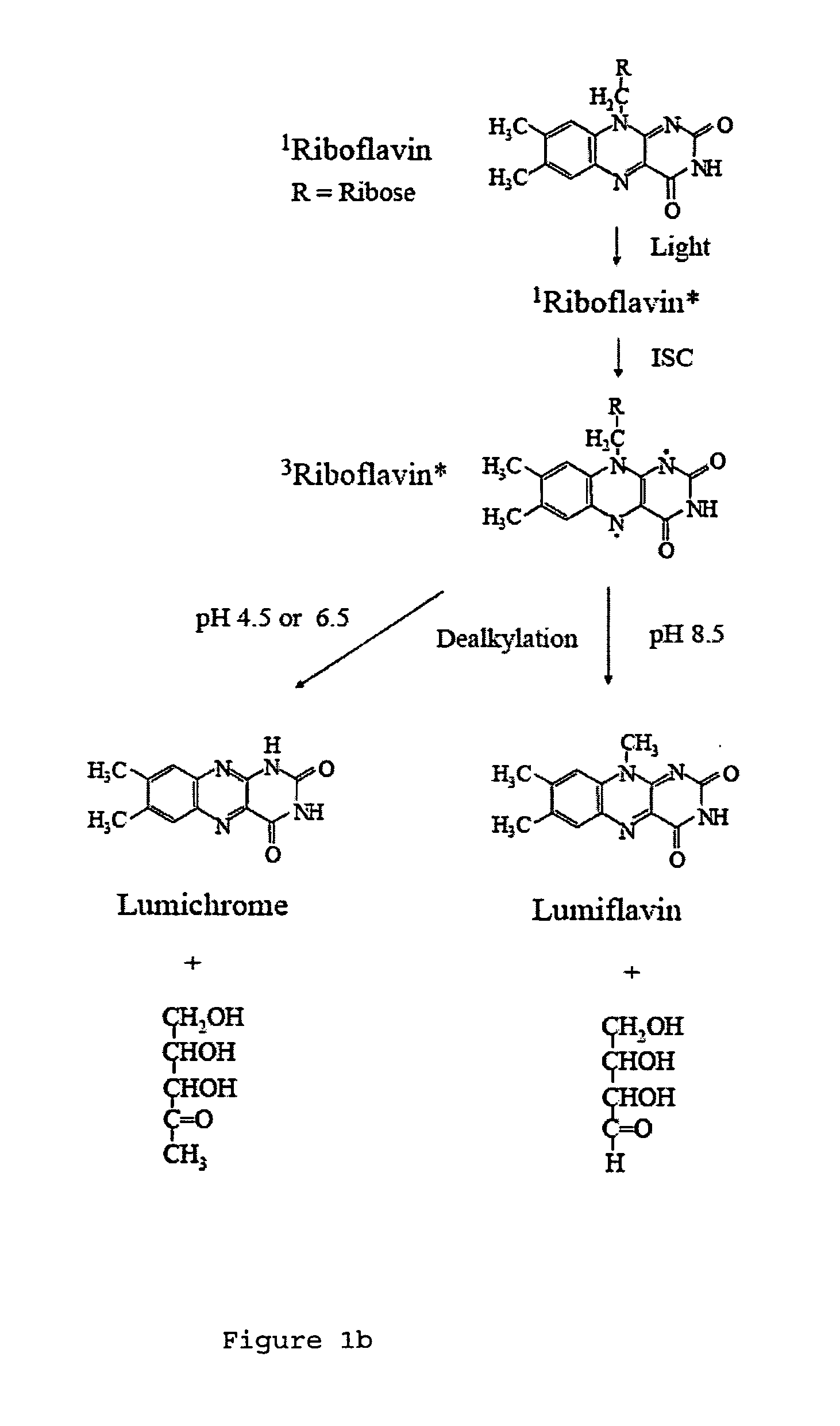 Light activated composite tissue adhesives