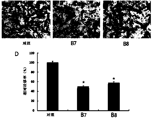 Berberine derivative and use thereof