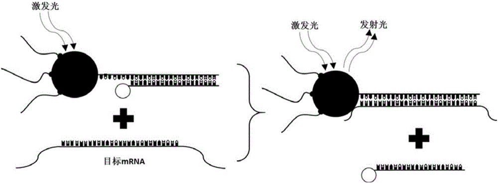 Nanoprobe for real-time parallel detection of content of various mRNA in living cells