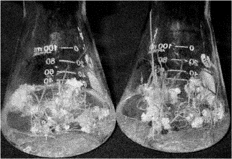 Method for simply and rapidly identifying transgenic seeds and estimating copy numbers