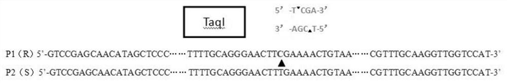 caps molecular marker, primers, detection method, detection kit and application based on tomato gray leaf spot resistance gene sm