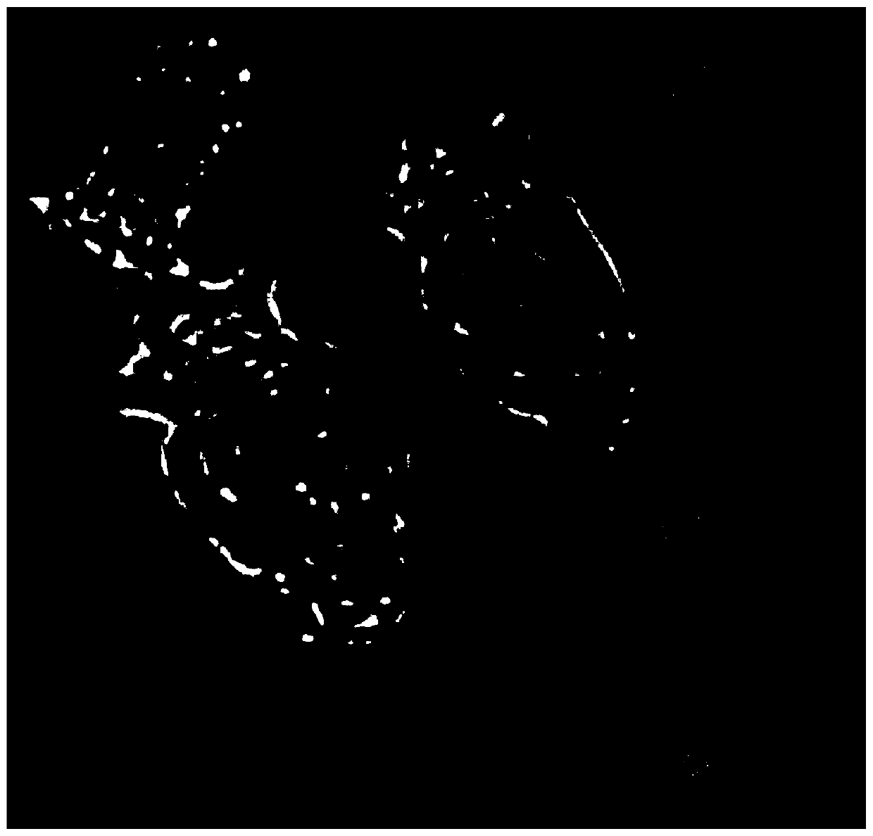 A kind of phytoplankton specimen embedding agent and its application