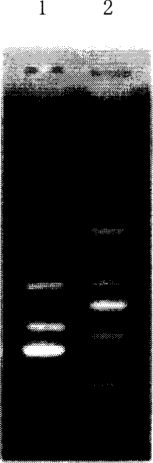 Multiple PCR reaction kit and detecting process thereof